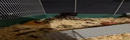 Hamster rodents for sale: Snoopy - Male Syrian Hamster  in Coatbridge - Advert 4