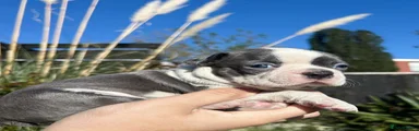 Boston Terrier Puppy 3