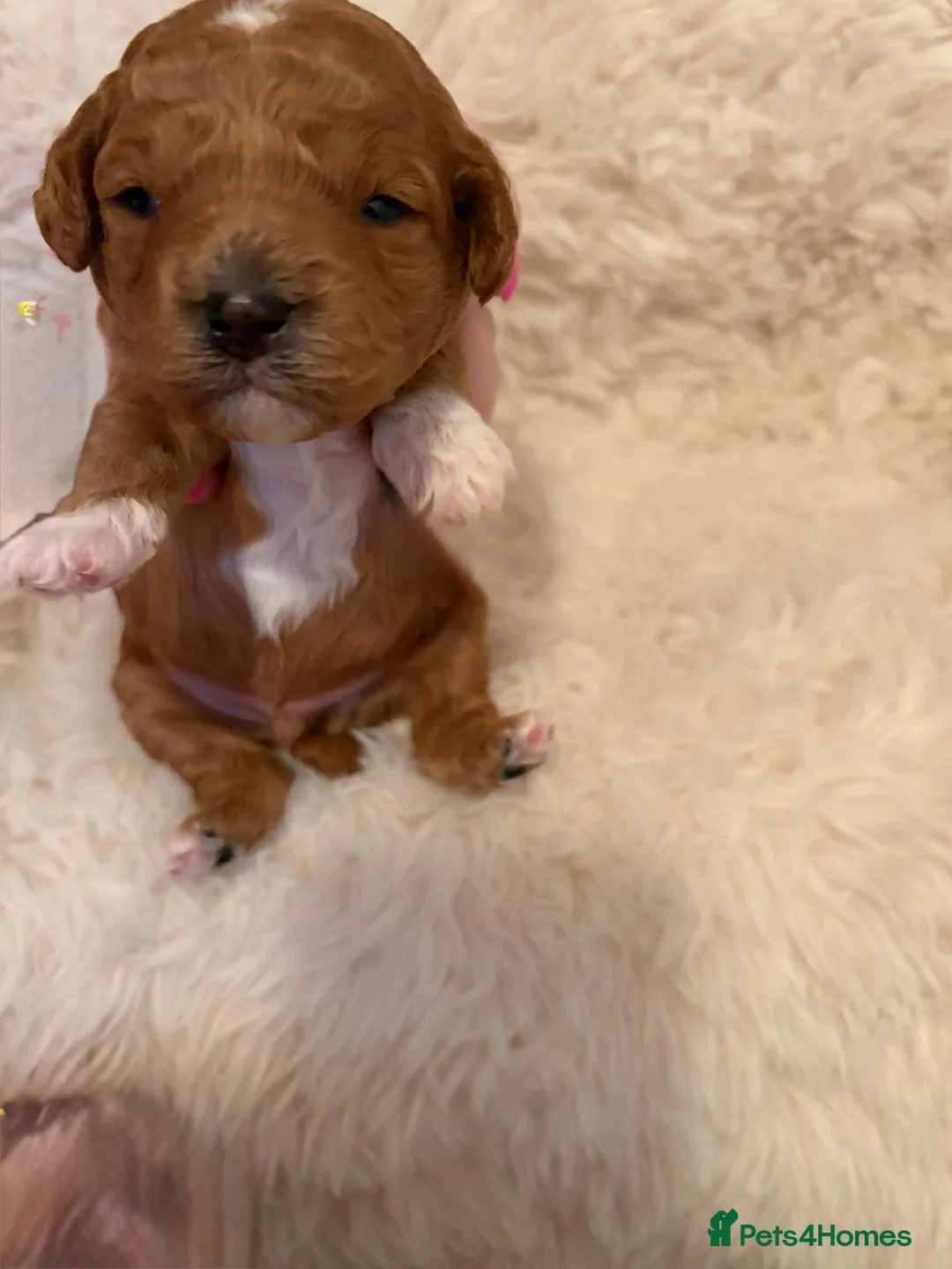 Cavapoo dogs for sale: Cavapoo Puppies F1B - Advert 14