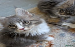 Maine Coon cats for sale: Maine Coon Kittens GCCF - Image 9