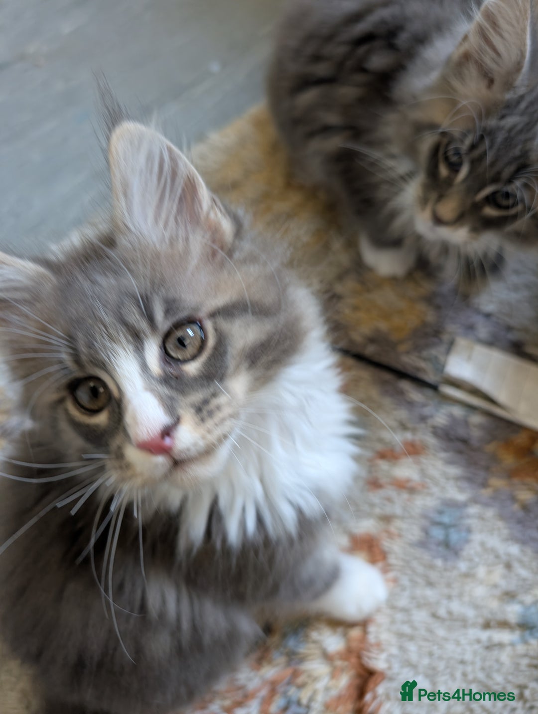 Maine Coon cats for sale: Maine Coon Kittens GCCF - Image 9