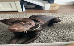 Labrador Retriever dogs for stud: Chocolate Labrador for stud - Image 4