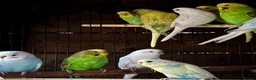 Budgerigars birds for sale: Adorable budgies for sale  - Advert 3