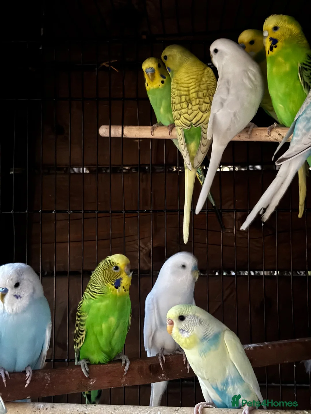 Budgerigars birds for sale: Adorable budgies for sale  - Advert 3