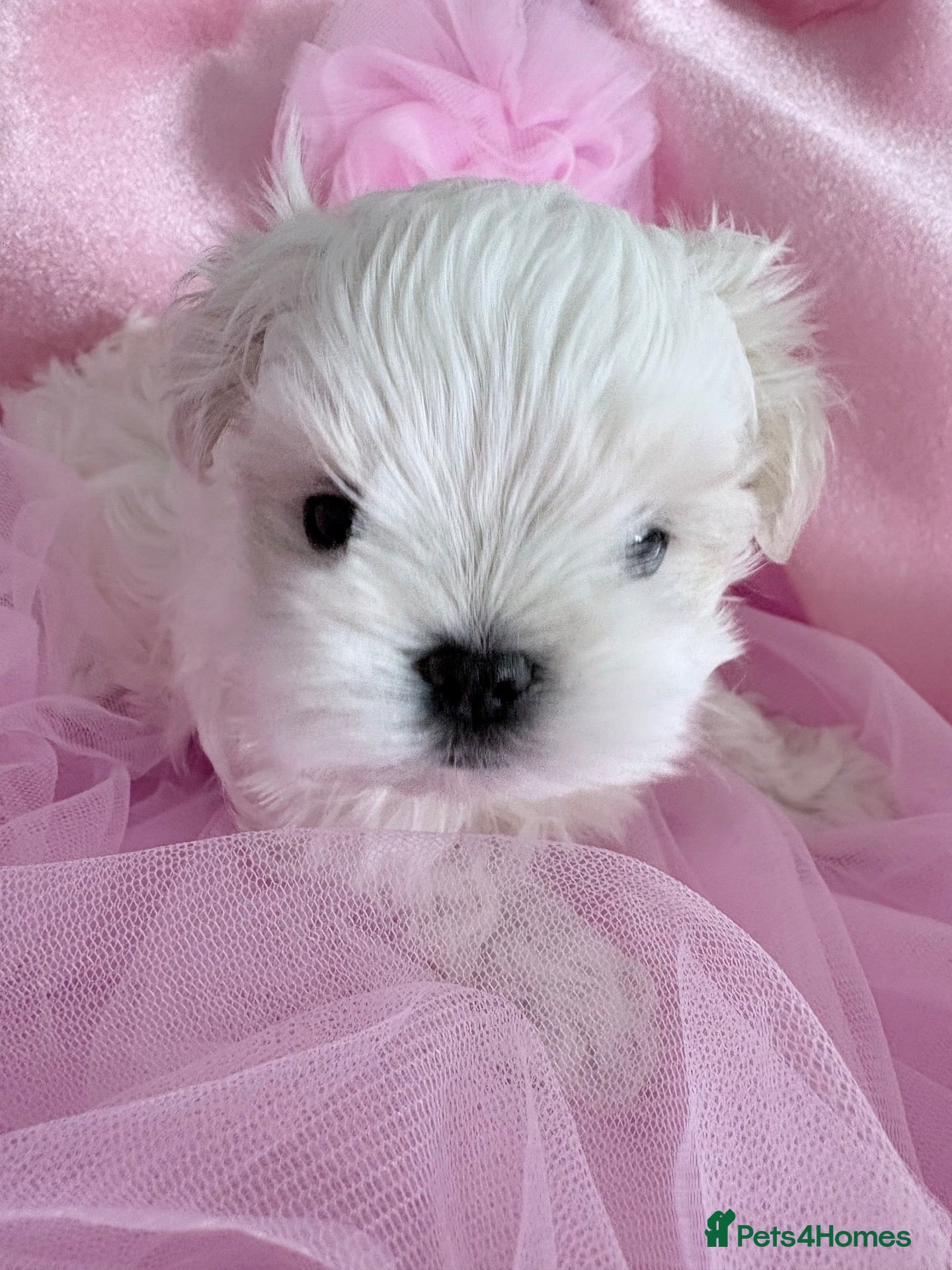 Maltese dogs for sale: 🩵Beautiful korean doll face puppies available 🩷 - Advert 12
