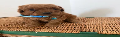 Cavapoo 1