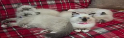 Persian cats for sale: 4 Persian x Ragdoll kittens in Glasgow - Advert 14