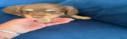 Miniature Dachshund dogs for sale: Long haired mini dapple dachshund pups - Advert 5