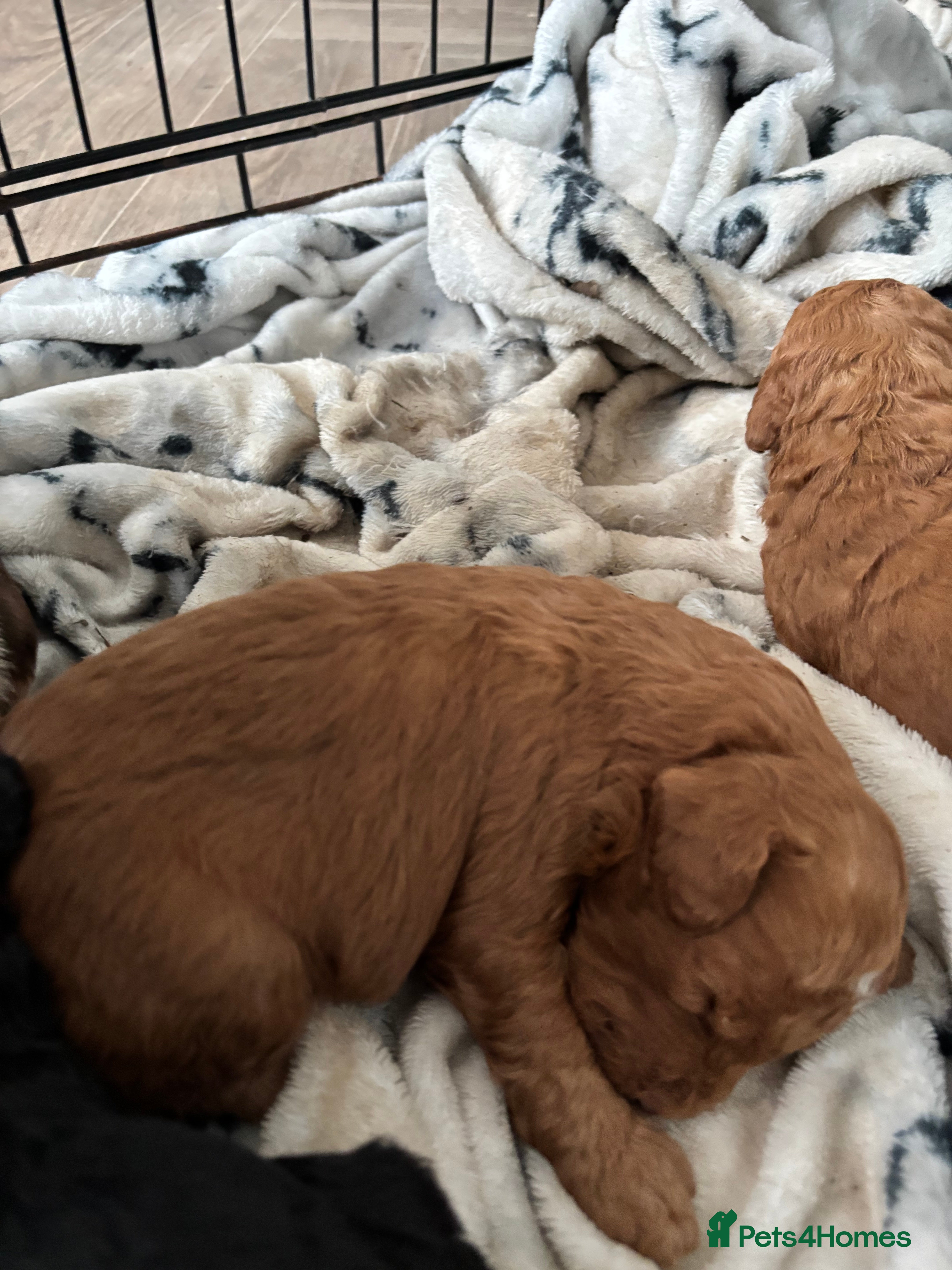 Cockapoo dogs F1B Pups - Advert 1