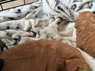 Cockapoo dogs F1B Pups - Advert 10