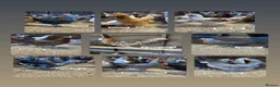 Chickens poultry for sale: Ready to lay Hens in a massive range of breeds  - Advert 9
