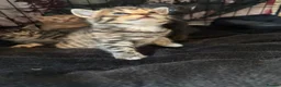 Mixed Breed cats for sale: 3 beautiful little kittens - Advert 11