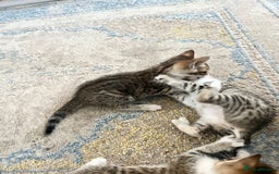 Bengal cats for sale: 7 Bengal x Tabby Kittens for Sale.  - Image 24
