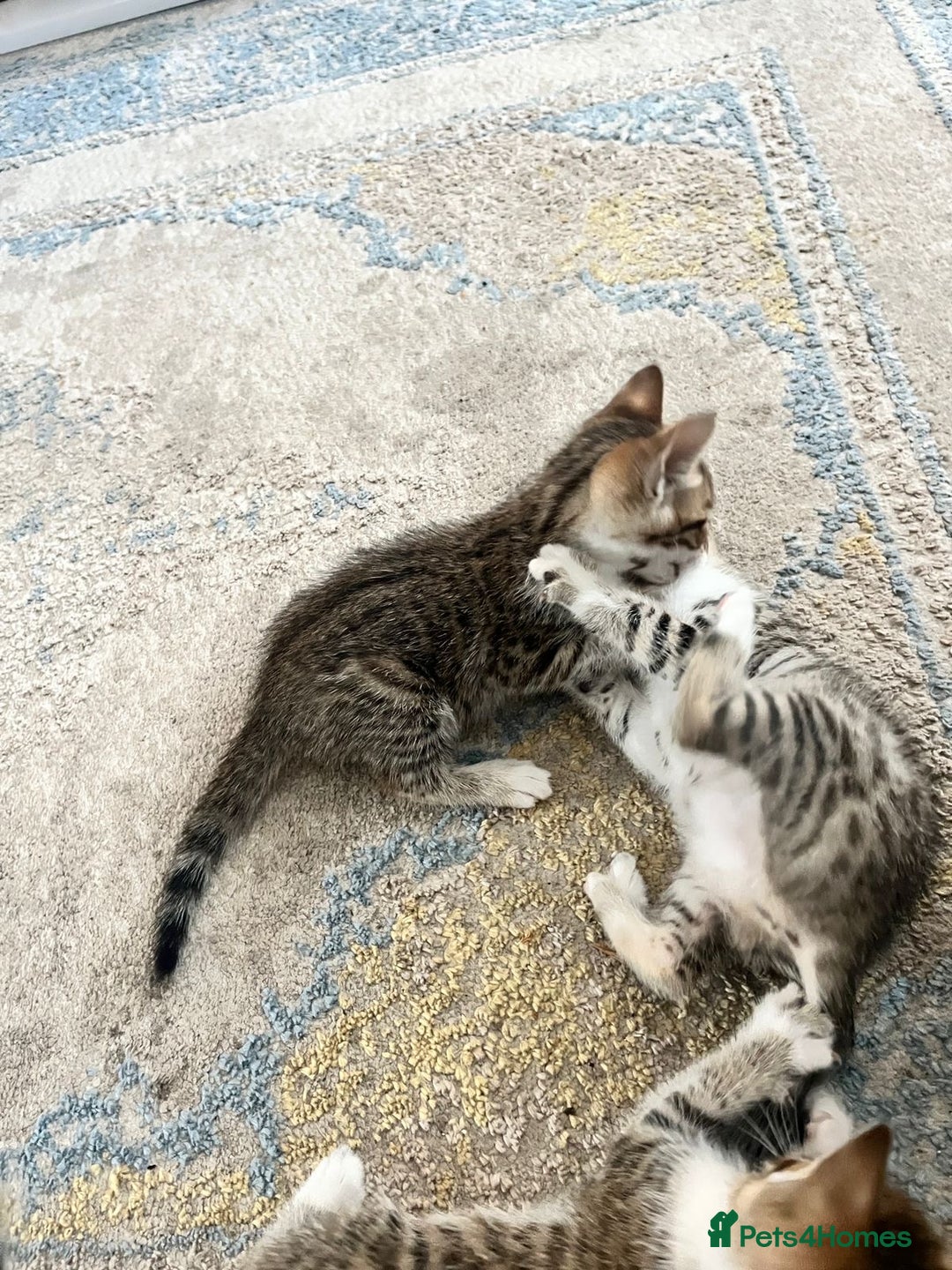 Bengal cats for sale: 7 Bengal x Tabby Kittens for Sale.  - Image 24
