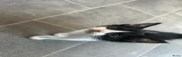 Mixed Breed cats for sale: Kittens for sale  in Bedworth - Advert 6