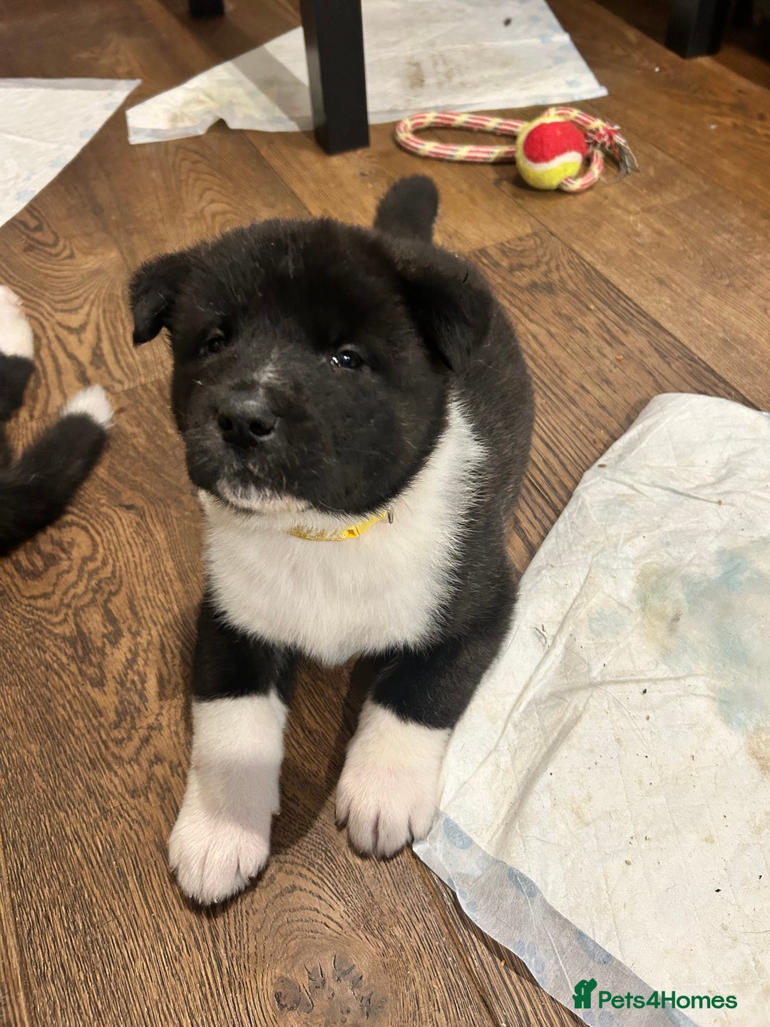 Akita dogs for sale: Akita Puppies for Sale - Advert 20