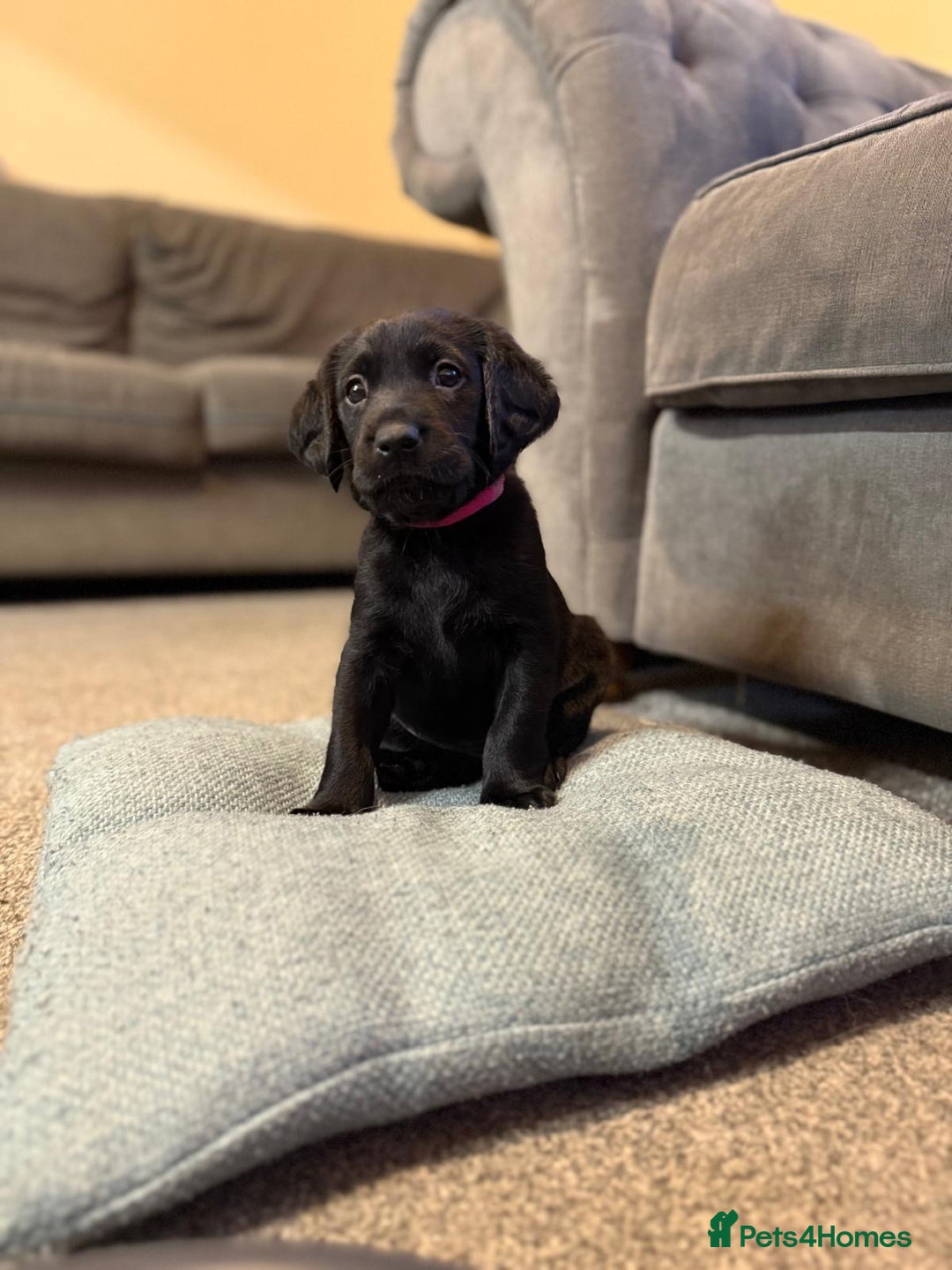 Mixed Breed dogs for sale: Labrador puppies  - Image 2
