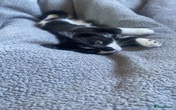 Mixed Breed cats for sale: kittens - Image 4