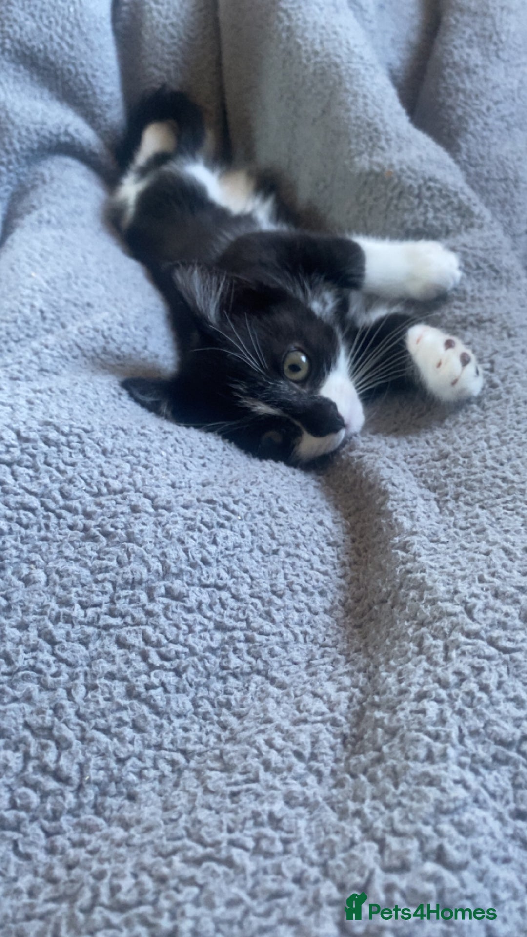 Mixed Breed cats for sale: kittens - Image 4