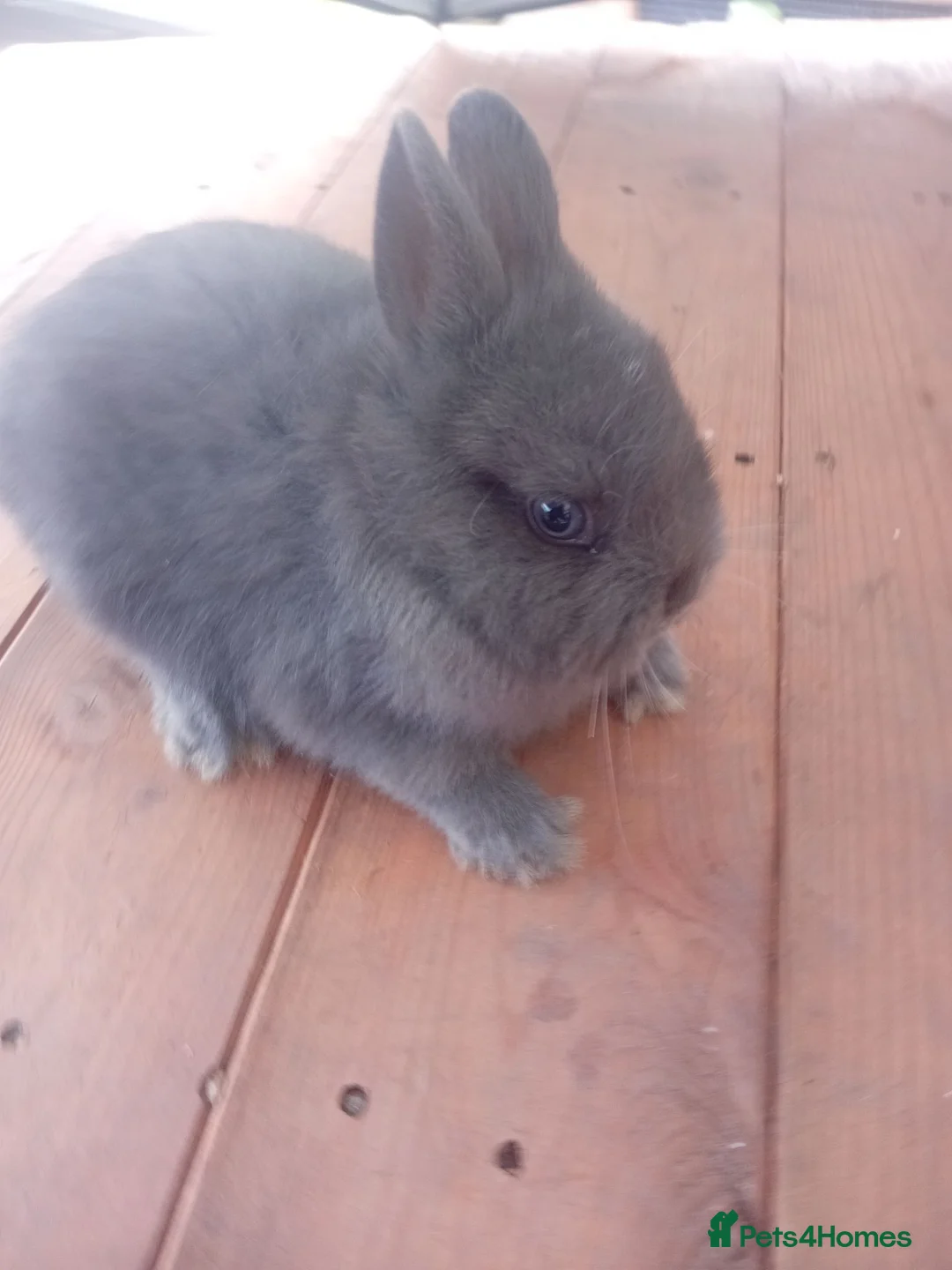 Netherland Dwarf rabbits for sale: Netherland dwarf baby's  - Advert 2