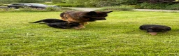 German Shepherd dogs for sale: Gorgeous female long coat German Shepherd  - Advert 16