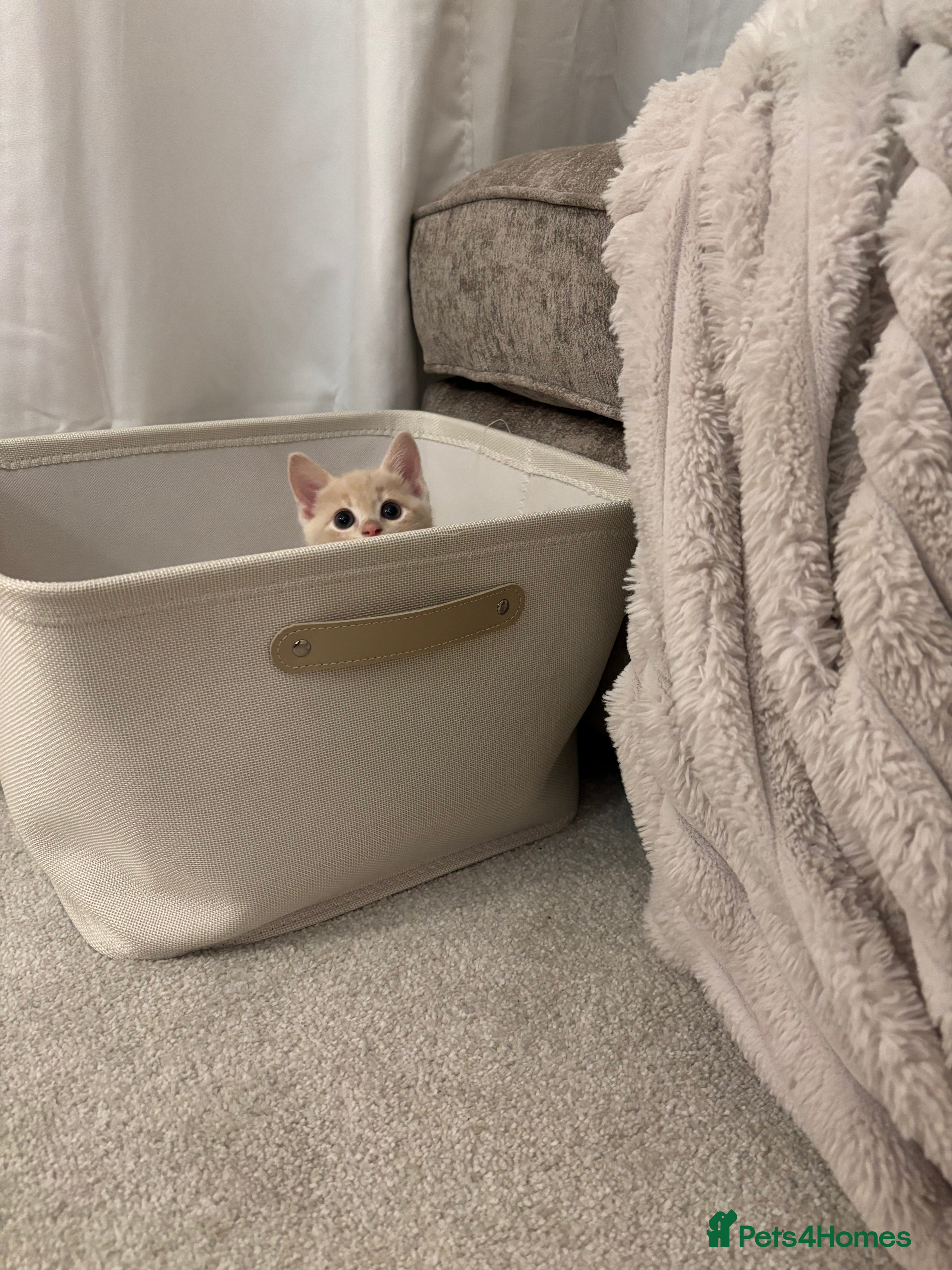 Mixed Breed cats Gorgeous 9 week old kittens  - Advert 1