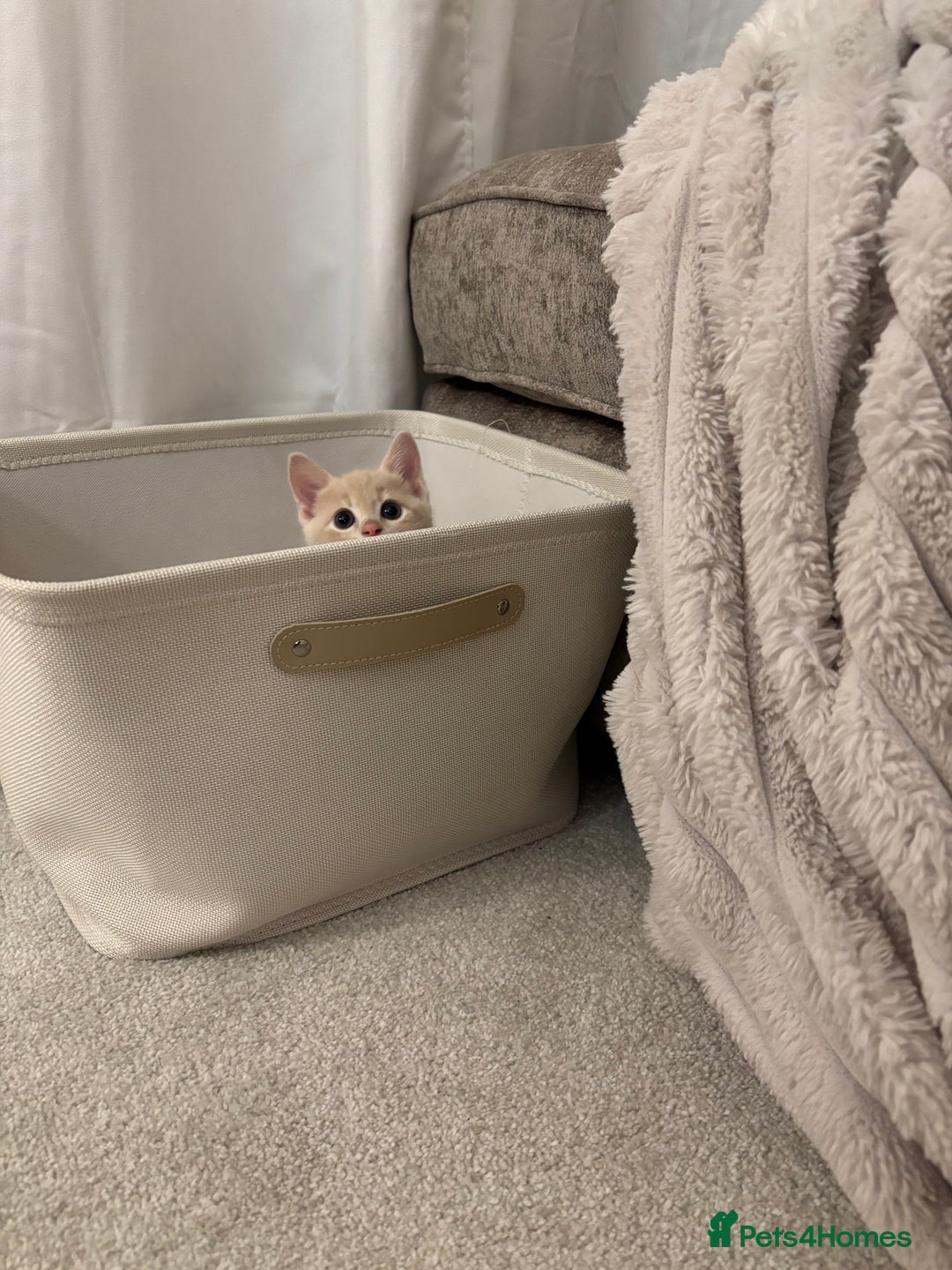 Mixed Breed cats for sale: Gorgeous 9 week old kittens  - Advert 1