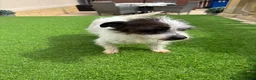 Jack Russell dogs for sale: Short legged Jack russels - Advert 1