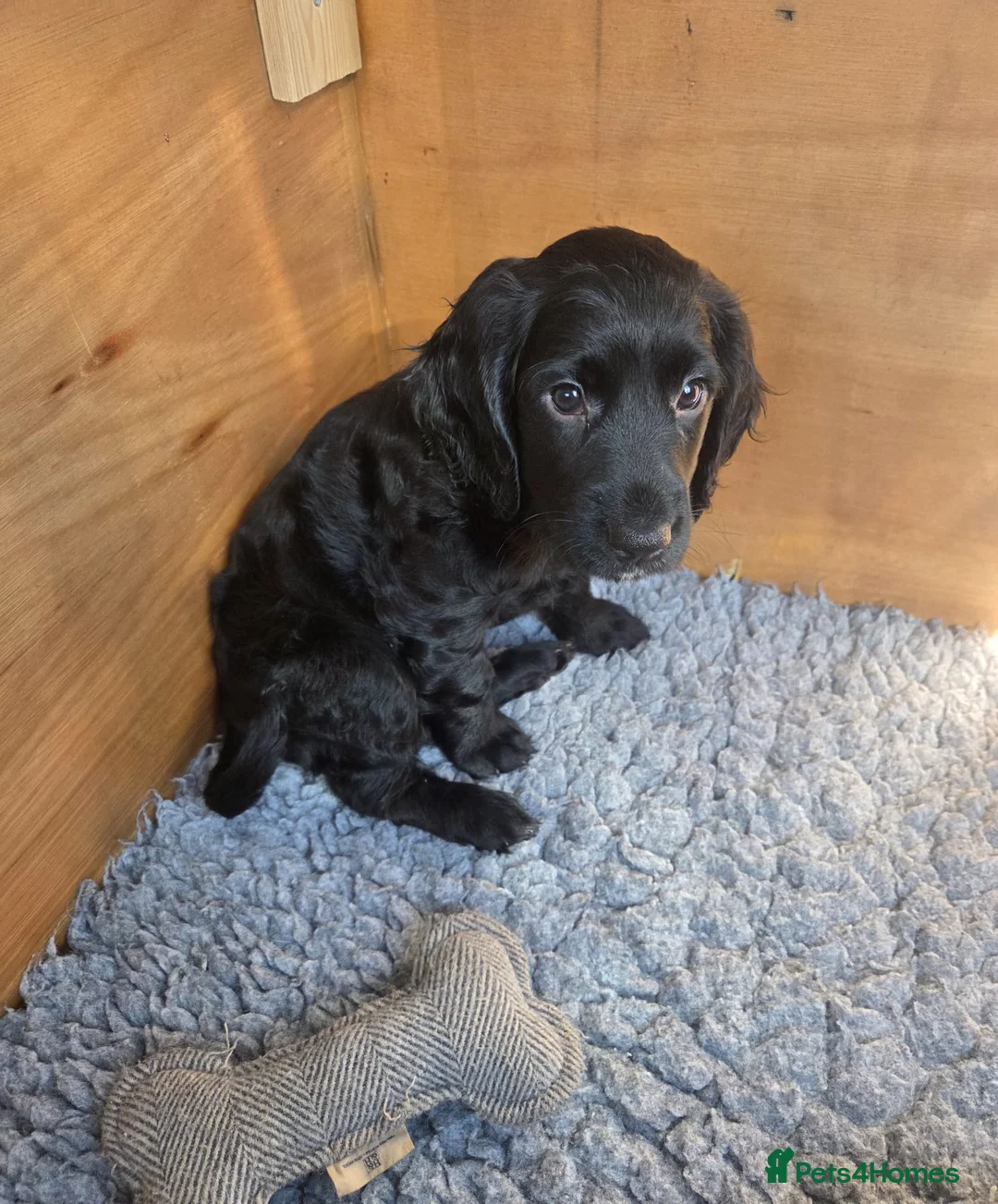 Cocker Spaniel dogs for sale: Working cocker spaniel bitch, last of litter  in Doncaster - Advert 1