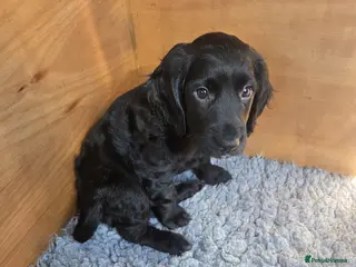 Cocker Spaniel dogs Working cocker spaniel bitch, last of litter - Advert 1