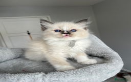 Ragdoll cats for sale: REGISTERED Ragdoll kittens HCM/PKD clear - Image 22
