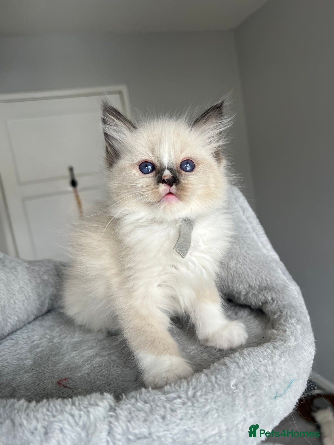 Ragdoll cats for sale: REGISTERED Ragdoll kittens HCM/PKD clear - Image 22