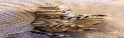 Mixed Breed cats for sale: Gorgeous mixed Bengal kittens - Advert 13