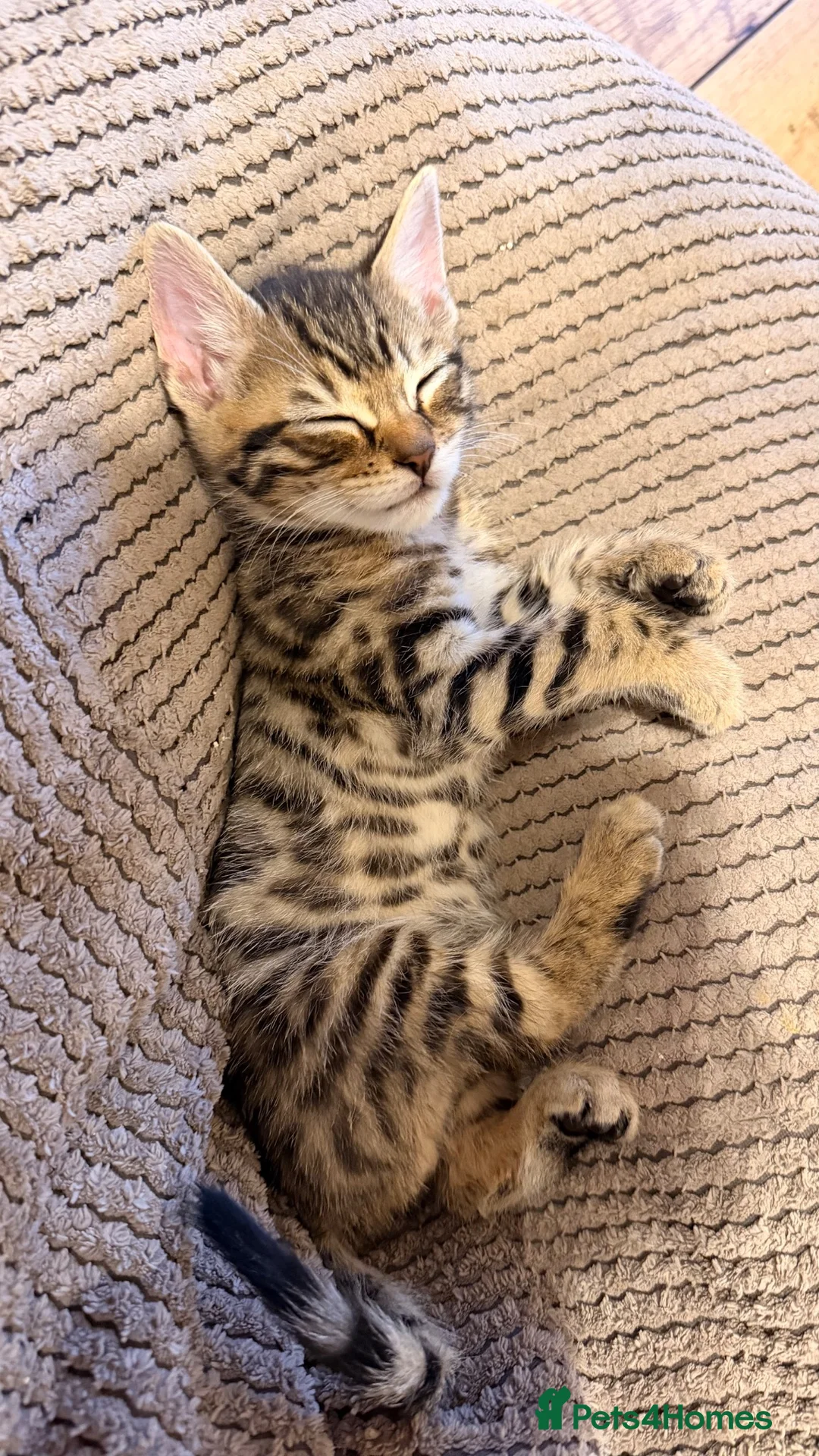 Mixed Breed cats for sale: Gorgeous mixed Bengal kittens - Advert 13