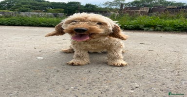 Mixed Breed dogs - Advert 16