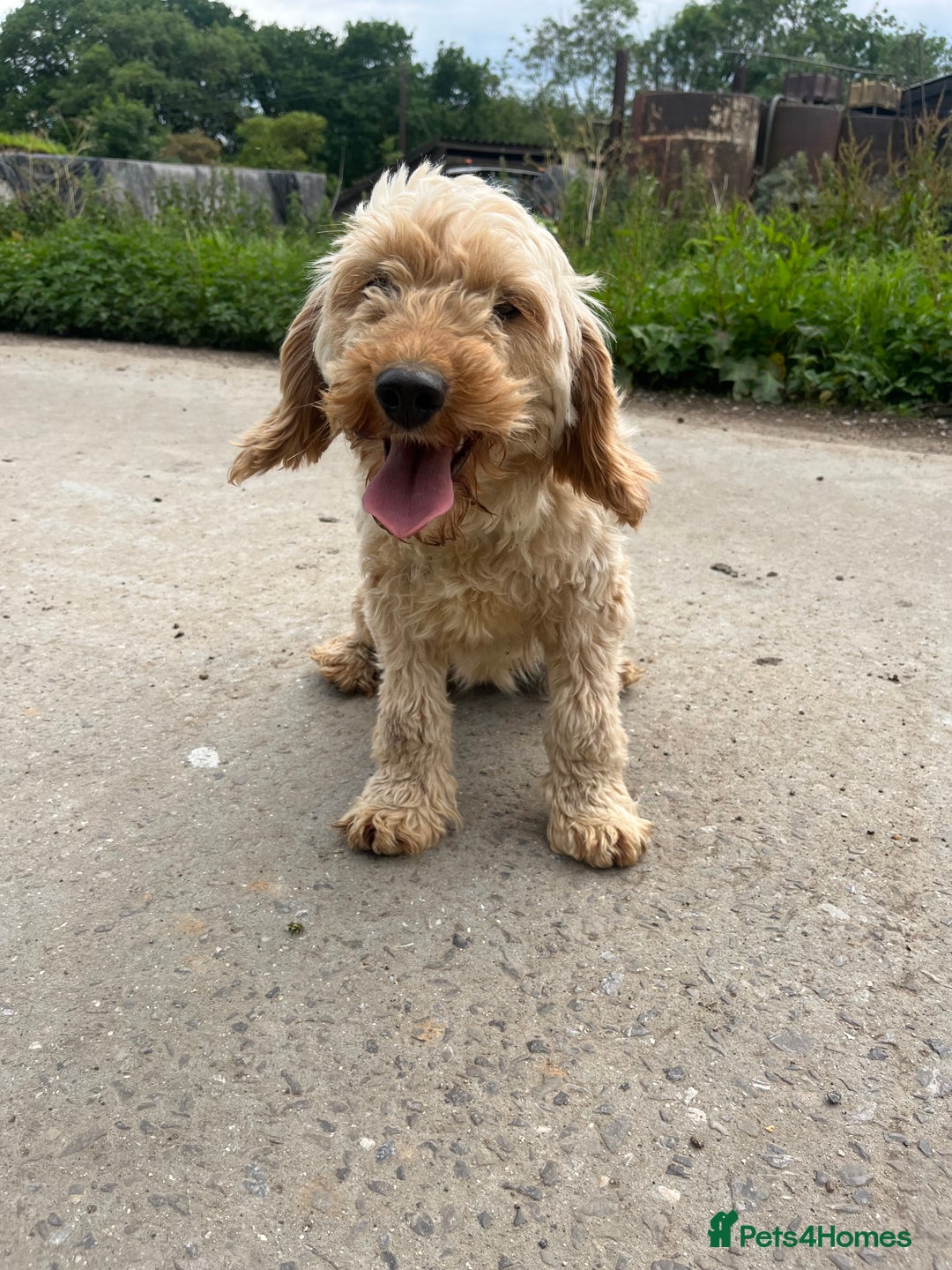 Mixed Breed dogs for sale: Poodle x - Image 3