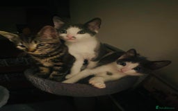 Domestic Shorthair cats for sale: Beautiful kittens ready to go 🐈‍⬛ - Image 20
