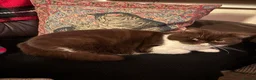 British Shorthair cats for sale: BSH needing rehoming  in Bristol - Advert 4