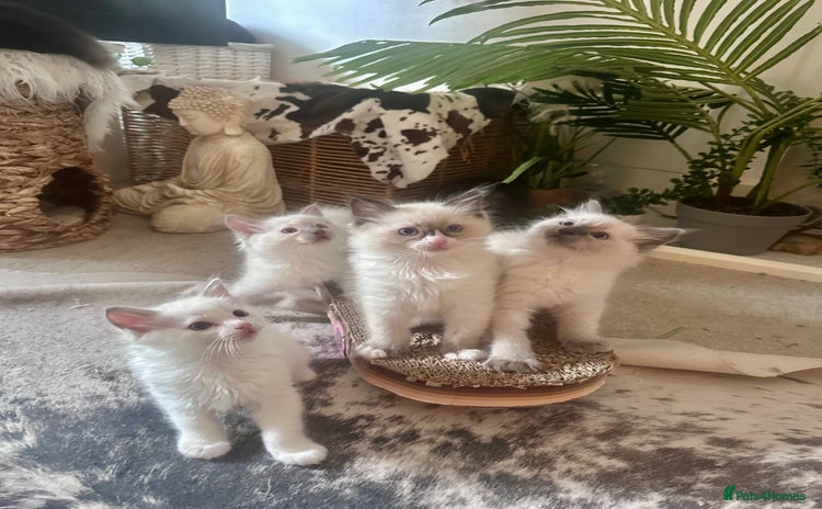 Ragdoll cats - Advert 1