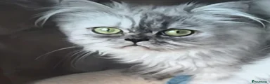 Persian 3