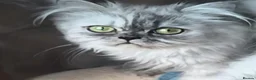Persian cats for sale:  Persian Silver Shaded/Tipped kittens ready now - Advert 6