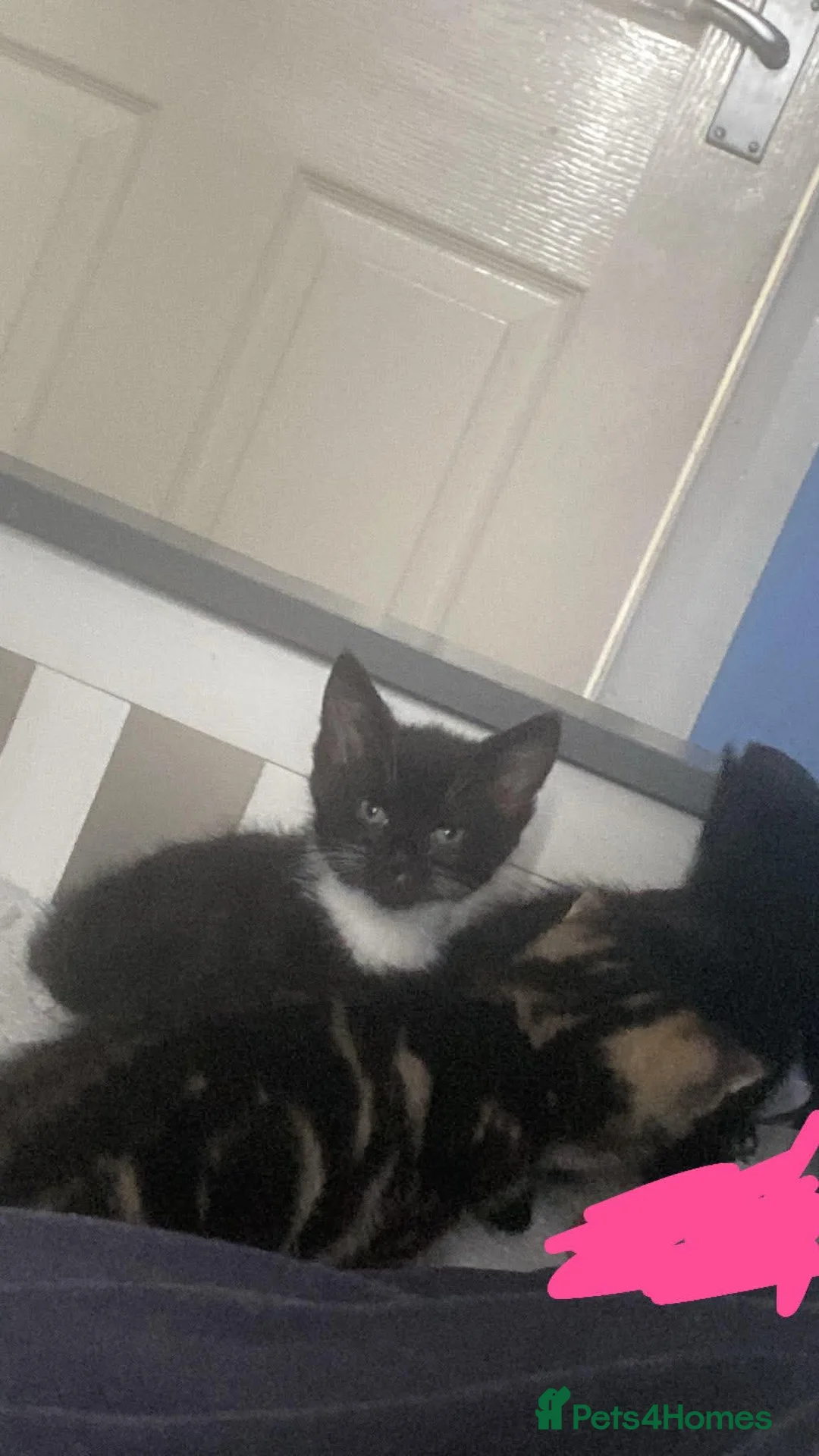 Mixed Breed cats for sale: 4 beautiful kittens  in Liverpool - Advert 1