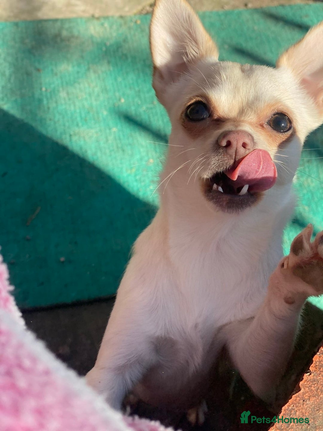 Chihuahua dogs for sale: Willow  - Advert 2