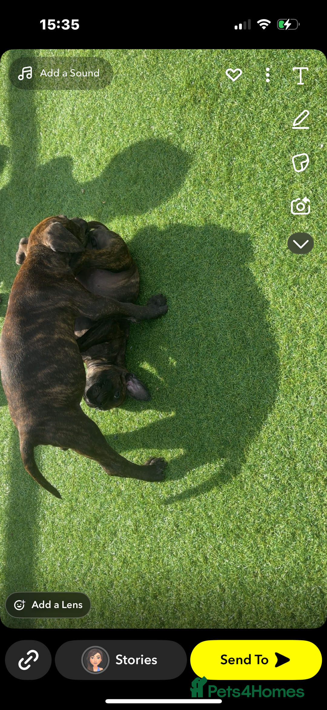 American Bully dogs for sale: American bully’s  - Image 3