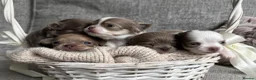Chihuahua dogs for sale: 🐾🩶 OUTSTANDING litter of EXCEPTIONAL Chihuahuas - Advert 37