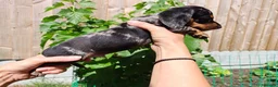 Dachshund dogs for sale: Dapple Dachshund in Hyde - Advert 10