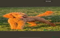 Mini Goldendoodle dogs for sale: Health tested Minature dark red/golden doodles  - Image 33