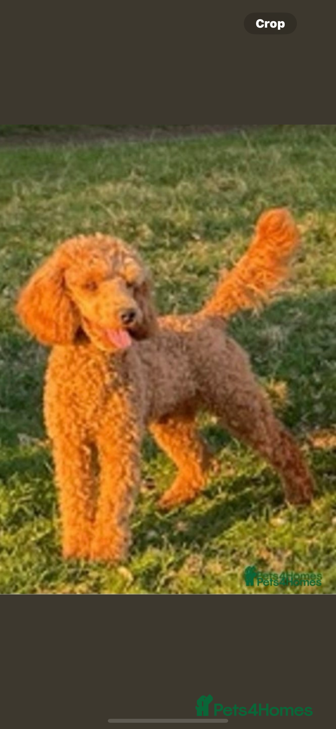 Mini Goldendoodle dogs for sale: Health tested Minature dark red/golden doodles  - Image 33