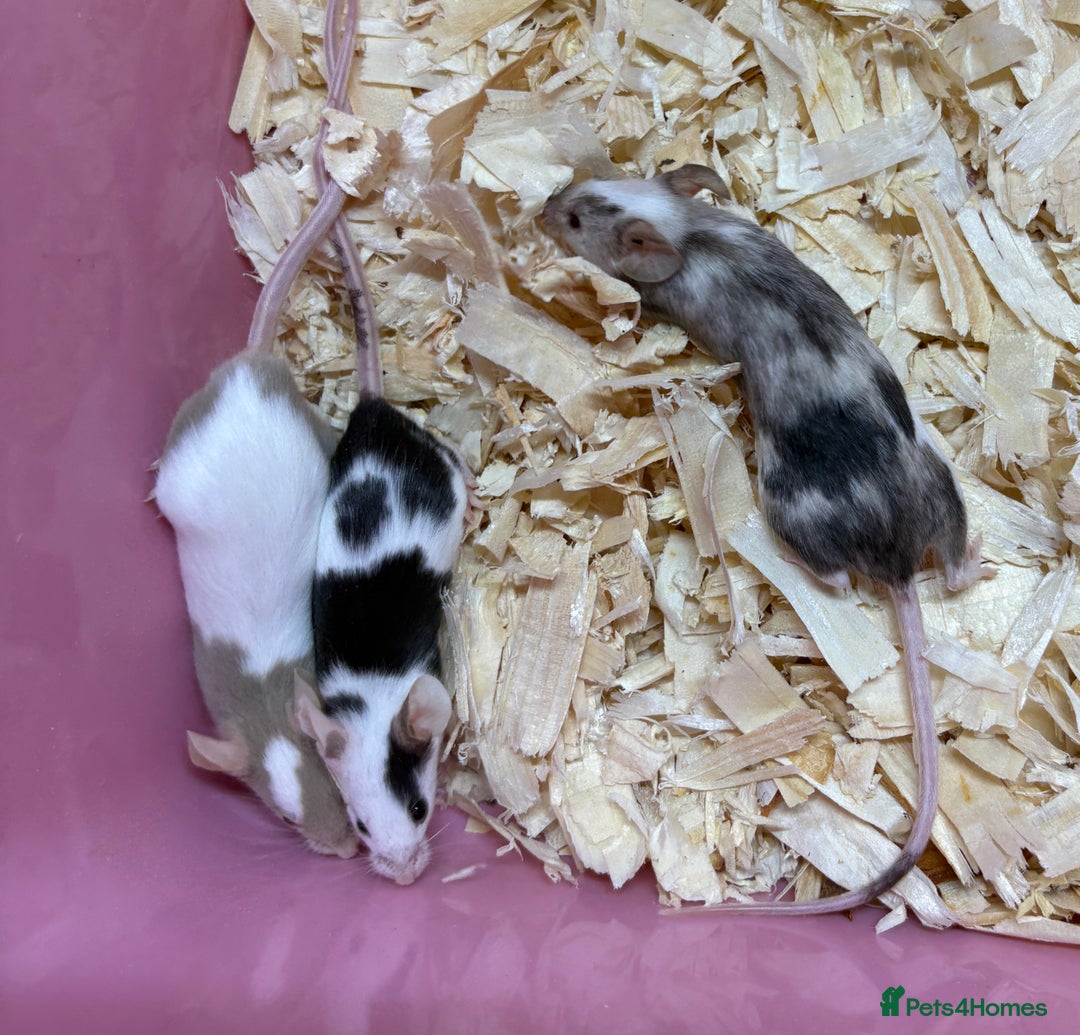 Mouse rodents for sale: Female baby mice ready now  - Image 1