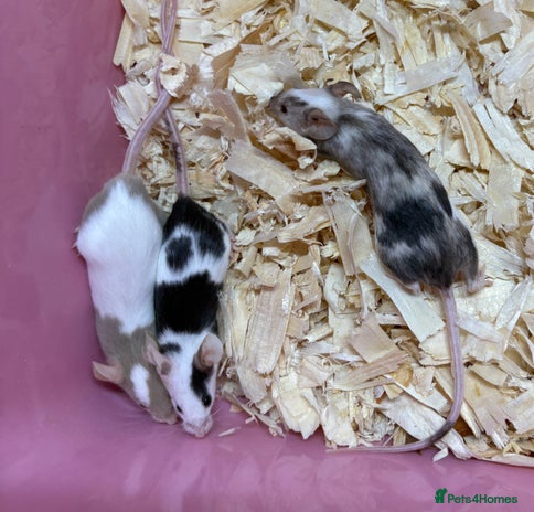 Mouse rodents - Advert 2
